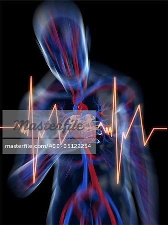3d rendered illustration of a transparent human body with vascular system and cardiac pain