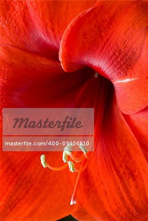 Closeup of a Bright, Voluptuous Red Amaryllis