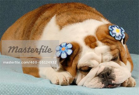 adorable english bulldog wearing blue flowers on ears on blue background