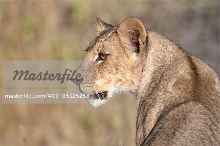 Portrait of lioness  (Panthera Leo) in profile  of  Masai  Mara National Park, Kenya, East Africa