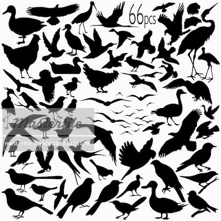 66 pieces of detailed vectoral bird silhouettes. Jpg involves silhouette paths. Illustrator .ai file included.