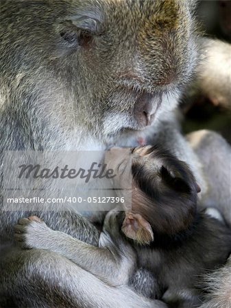 Family of monkeys. Monkeys forest on Bali. Indonesia