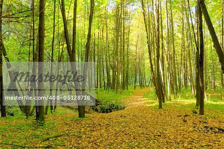 footpath and brook in the forest