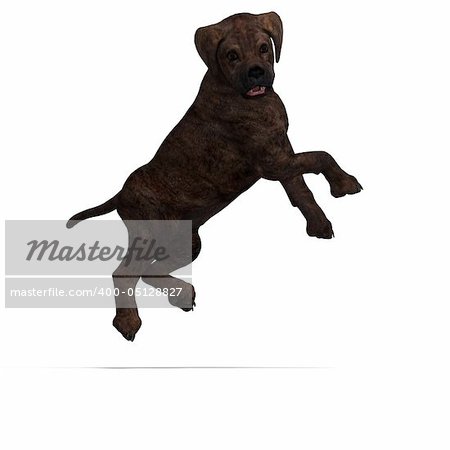 very cute young dog over white with Clipping Path