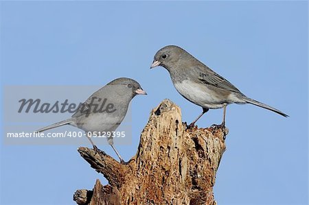 Pair of Dark-eyed Junco (hyemalis) on a stump with a blue sky background