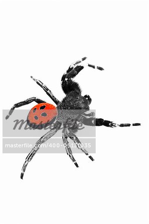 An isolated image of a Ladybird spider (Eresus cinnaberinus)