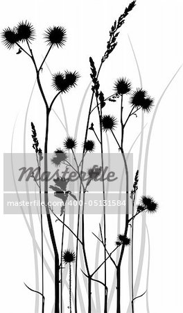 Gray scale vector silhouette of grass blades with bur.