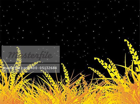 isolated green grass on night background