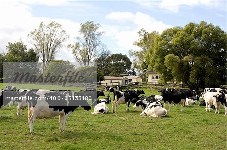Herd of Dairy Cows on a Farm