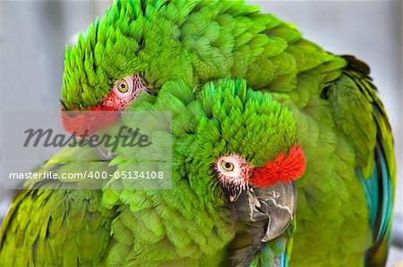 Cuddling Green Feathers Two Military Macaws Close Up Looking at You