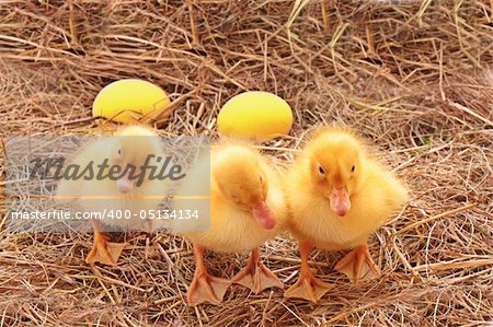 Three duckling guarding golden eggs