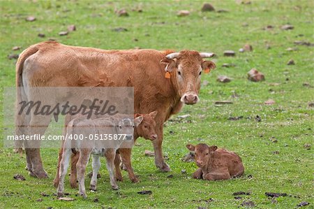 A family of cattle in the meadow of the north of Spain. Shallow depth of field