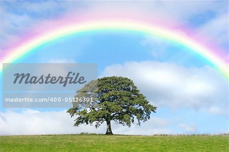 Oak tree in summer standing alone in a field, against a blue sky with clouds and a rainbow.