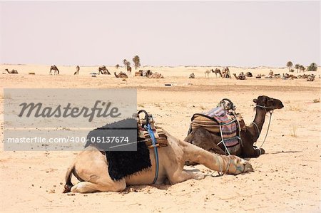 tunisian camels in the sahara desert in africa