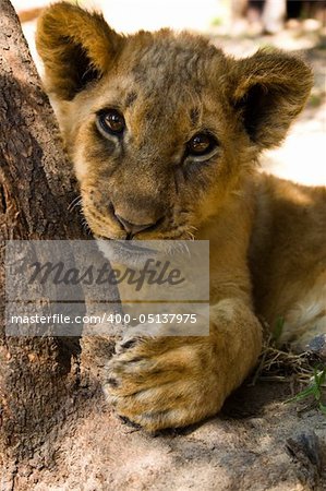 a 3 month old lion cub look curiously at the camera