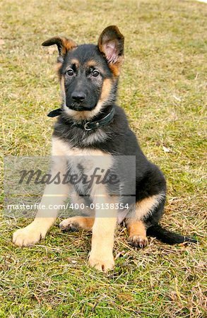 Portrait of a german shepherd puppy