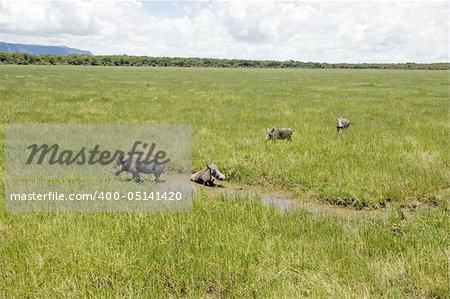 Warthog family in the Lake Manyara National Park - Best of Tanzania