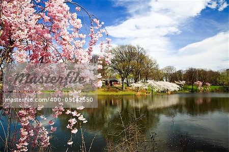 The Cherry Blossom Festival in Branch Brook Park New Jersey