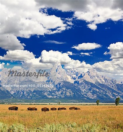 Wisente auf dem Antelope Flats in Grand Teton Nationalpark