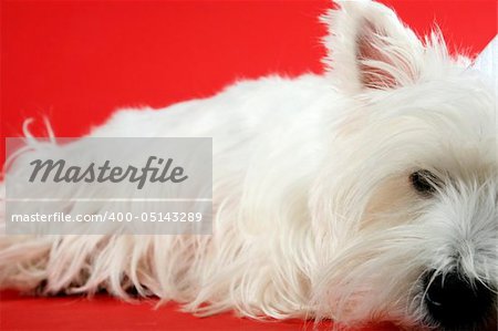 West highland white terrier isolated.
