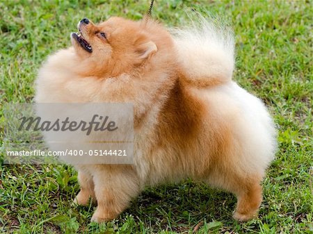 a pomeranian spitz is standing on the grass