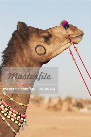Head and neck of a camel at the Nagaur Cattle Fair in Rajasthan, India