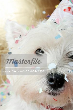 West highland white terrier with birthday party hat .