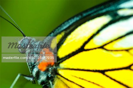 Macro butterfly on a leaf.