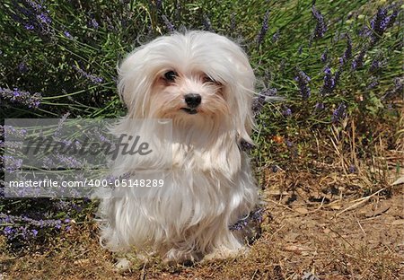 portrait of a cute maltese dog in front of lavender