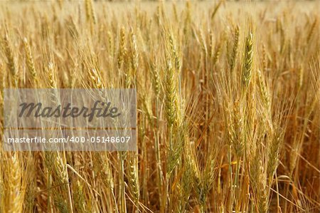 Beautiful golden wheat cereal yellow field