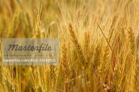 Beautiful golden wheat cereal yellow field