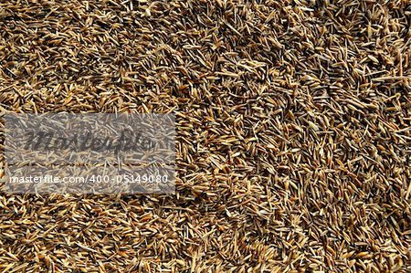 Oat cereal image. Oats texture background