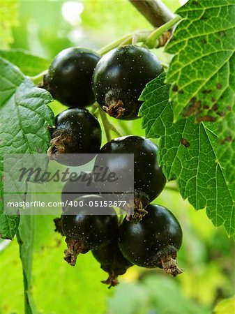 little bunch of blackcurrant on the branch