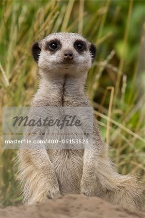 The wellknown pose of a meerkat, standing on its hind legs