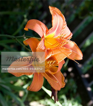 hemerocallis lily flower on green background