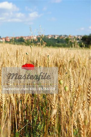 red poppy in yellow wheat field at scenic rural background