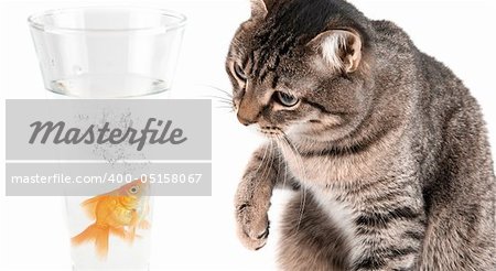 Playing cat and gold fish at glass isolated on white