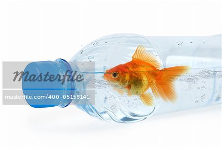 Close up of bottle with drinking water and swiming there gold fish isolated on white