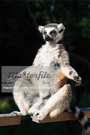 nice lemur monkey from the ZOO Prague