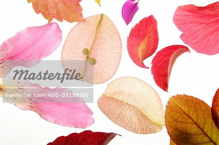 Color flowers, leaves, petals, isolated white background, spring autumn, seasons. Bright colors