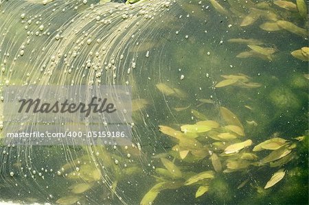 Abstract background of river surface plants, green leaves, seaweed and dust