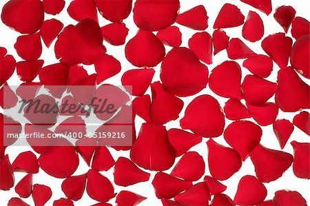 Red rose petals texture background, transparent flowers