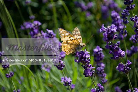Butterfly on a lavender plant in the garden