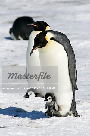 Emperor penguins on the sea ice in the Weddell Sea, Antarctica