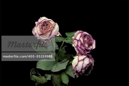 bunch of withered roses on black with a shallow depth of field