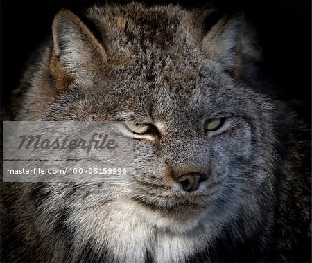 Close-up portrait of a Canada Lynx also known as a Bobcat