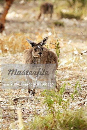 Wallaby Taken in the Wild and Free Roaming