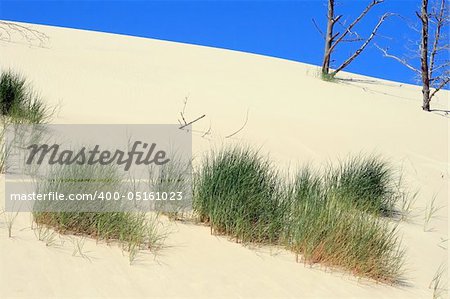 Grass and dead trees in sand dunes at Leba - Poland