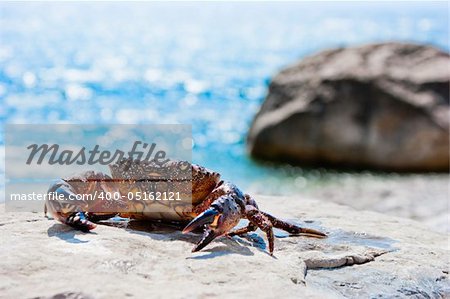 Crab basking on the stone with ocean in the background