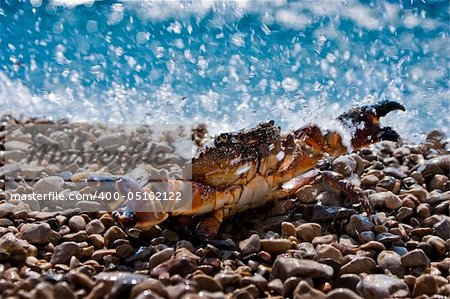 Old crab in water splashes with ocean in the background